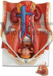 Dual Sex Urinary System Model, 6 part